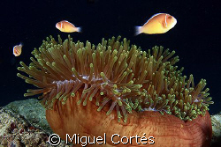 Clownfishes and anemone. by Miguel Cortés 